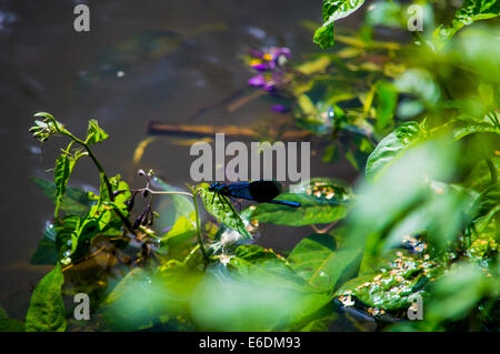 Bleu libellule planant au-dessus du lac. Banque D'Images