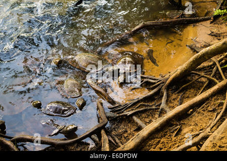 Les tortues marines sur le site au-dessus de l'eau prête à l'heure des repas. Banque D'Images