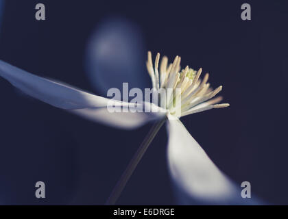 Clematis armandii blanc fleur jardin anglais au printemps Banque D'Images