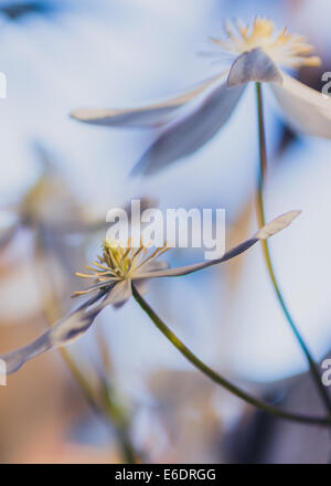 Clematis armandii blanc fleur jardin anglais au printemps Banque D'Images