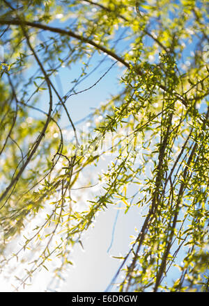 Feuilles vert printemps saule pleureur blue sky in sun shine Banque D'Images