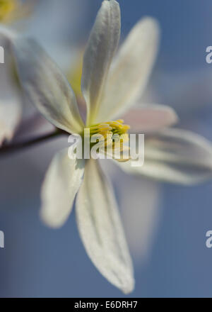 Clematis armandii blanc fleur jardin anglais au printemps Banque D'Images