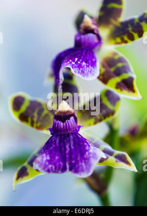 L'orchidée Zygopetalum fleurs marron vert violet Banque D'Images