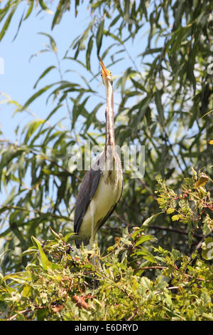 Un jeune Aigrette tricolore perches dans un arbre de nidification.Head looking up. Banque D'Images
