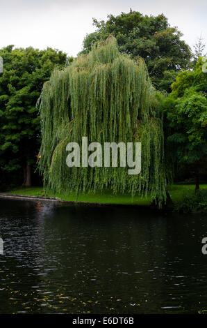 Un majestueux saule pleureur (Salix babylonica) sur les rives de la rivière Wensum près de centre-ville de Norwich. Banque D'Images