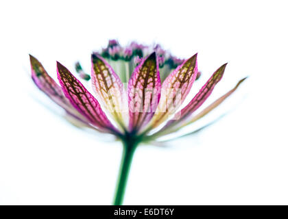 Astrantia major Rubra Banque D'Images
