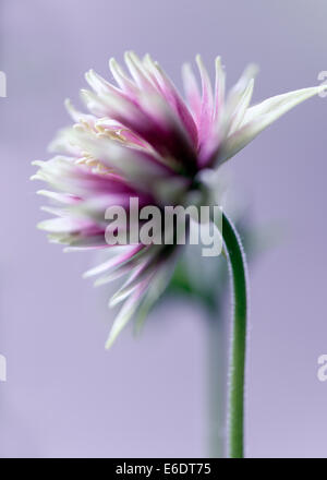 Aquilegia Nora Barlow flower Banque D'Images