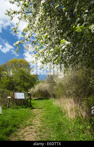 L'entrée de la réserve naturelle De Glapthorn Cow Pâturages avec pommier à fleurs et habitat de gommage à l'argousier noir dans l'est du Northamptonshire, en Angleterre. Banque D'Images