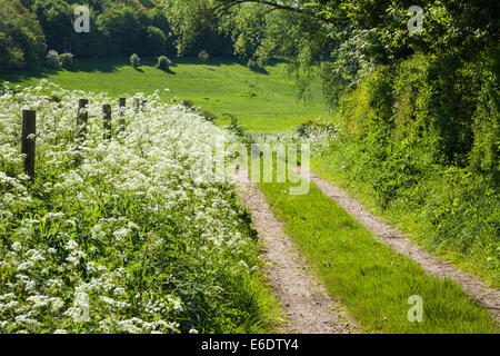 Une ancienne Byway serpente à côté d'une haie de printemps près des villages de Leckford Longstock et dans la vallée de l'essai, Hampshire, Angleterre Banque D'Images