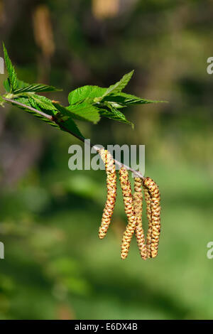 Boucles d'Bouleau flexible (Betula lenta) libre Banque D'Images