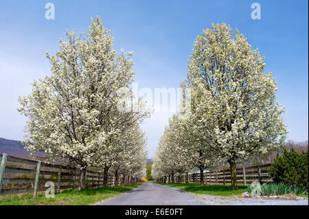 Unpaved country lane bordée d'arbres en fleurs dans la vallée de Shenandoah, en Virginie, USA. Banque D'Images