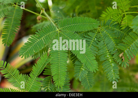 Les feuilles des plantes sensibles (Mimosa pudica) Banque D'Images