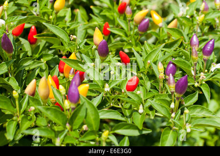 Ornamental poivron (Capsicum annuum) plant Prairie Fire - USA Banque D'Images