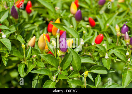 Ornamental poivron (Capsicum annuum) plant Prairie Fire - USA Banque D'Images