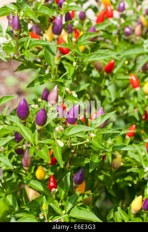 Ornamental poivron (Capsicum annuum) plant Prairie Fire - USA Banque D'Images