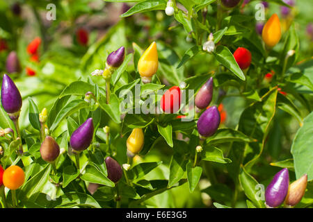 Ornamental poivron (Capsicum annuum) plant Prairie Fire - USA Banque D'Images