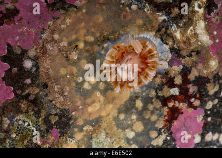 Devonshire tasse-corail, corail, Becherkoralle la coupe du Devonshire, Becher-Koralle Steinkoralle Nelkenkoralle, Caryophyllia smithii,, Banque D'Images