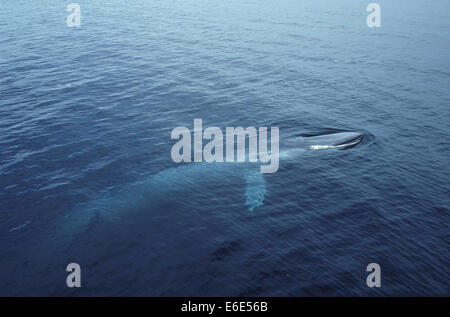 - Rorqual bleu Balaenoptera musculus Banque D'Images