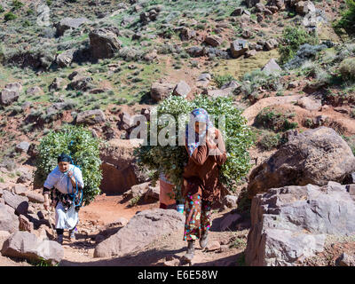 Plusieurs femmes portant de lourdes charges sur le chemin dans les montagnes de l'Atlas, village en pisé d'Anammer, vallée de l'Ourika Banque D'Images