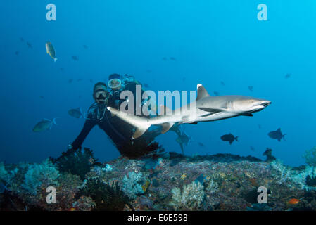 Regarder les plongeurs de requins à pointe blanche (Triaenodon obesus), Embudu channel, de l'Océan Indien, Tilla, South Male Atoll, Maldives Banque D'Images