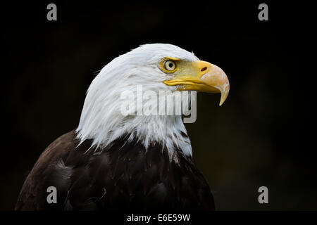 Pygargue à tête blanche (Haliaeetus leucocephalus), la fauconnerie au château Schloss Rosenburg, Altmühltal, Bavière, Allemagne Banque D'Images