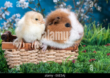 Teddy suisse et cobaye poussin Brahma Banque D'Images