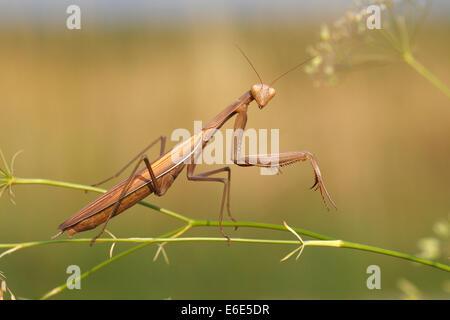 La mante religieuse (Mantis religiosa), Burgenland, Autriche Banque D'Images