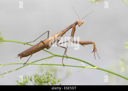 La mante religieuse (Mantis religiosa), Burgenland, Autriche Banque D'Images