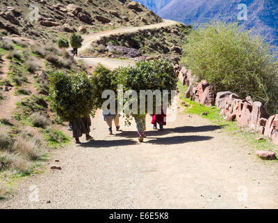 Les femmes portant de lourdes charges sur un chemin dans les montagnes de l'Atlas, dans le village en pisé d'Anammer, vallée de l'Ourika Banque D'Images