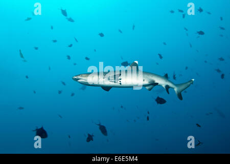 Whitetip reef shark (Triaenodon obesus), Embudu channel, de l'Océan Indien, Tilla, South Male Atoll, Maldives Banque D'Images