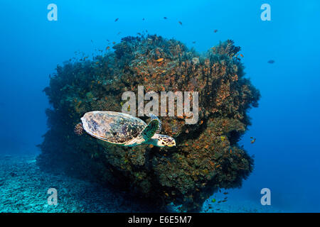 Tortue de mer loggerhead (Caretta caretta) en face de bloc de corail, Embudu channel, de l'Océan Indien, Tilla, South Male Atoll, Maldives Banque D'Images