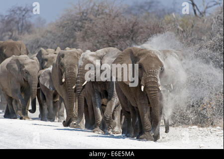 Un troupeau d'éléphants d'Afrique (Loxodonta africana) Bain de poussière tout en marchant sur le chemin, Etosha National Park, Namibie Banque D'Images