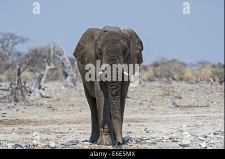 Un sous-homme adulte African Elephant (Loxodonta africana), Etosha National Park, Namibie Banque D'Images