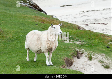 Un mouton sur la plage à Port na Ba sur l'île de Mull Banque D'Images