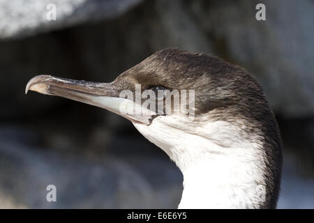 Portrait d'une jeune blue-eyed Antarctique cormorant Banque D'Images