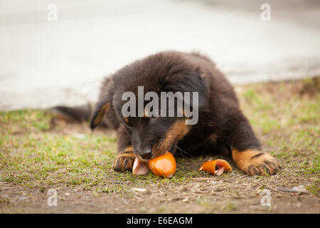 Black mignon chiot errant mangeant Banque D'Images