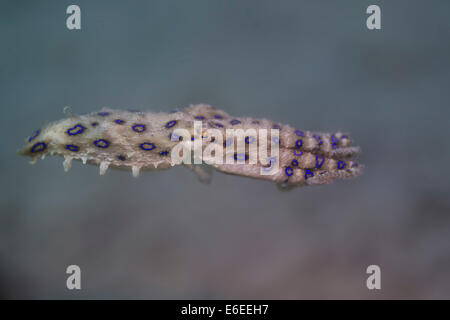 Blue-ringed octopus dans un sol en plongée Camiguin, Philippines Banque D'Images