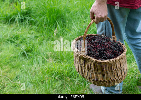 Homme avec un panier de nourriture de sureau dans la campagne anglaise Banque D'Images