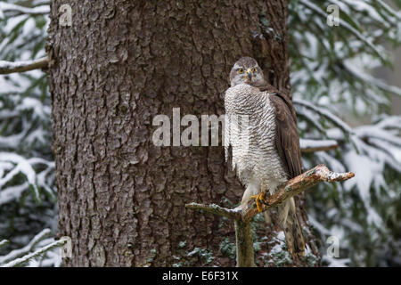 Habicht l'Autour des palombes Accipiter gentilis femme Banque D'Images