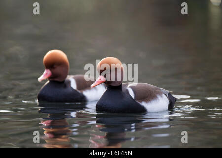 Kolbenente Netta rufina Red-crested Pochard Banque D'Images