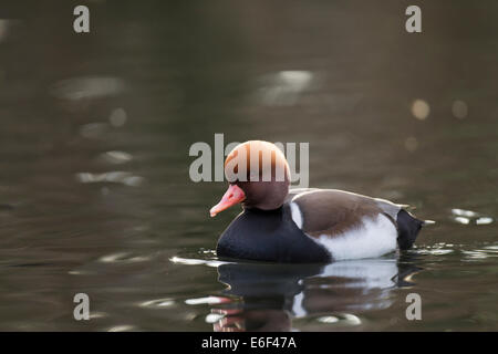 Kolbenente Netta rufina Red-crested Pochard Banque D'Images