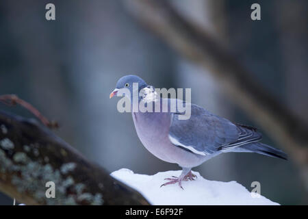 Columba palumbus Common Wood Pigeon Ringeltaube Culver Banque D'Images