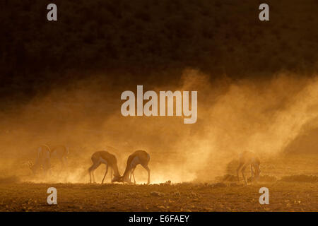 Le Springbok (Antidorcas marsupialis) antilope dans la poussière au lever du soleil, désert du Kalahari, Afrique du Sud Banque D'Images