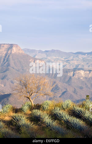 Cactus agave bleu champ près de Tequila, Jalisco, Mexique. Banque D'Images