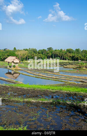 Terrasses de riz de l'Indonésie Bali Pererenan Banque D'Images