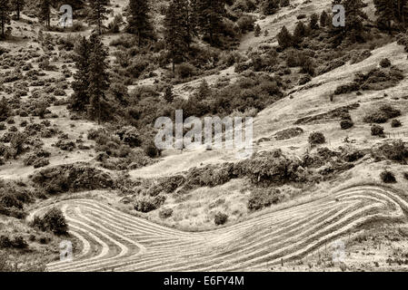 Lignes de coupe de foin. Canyon Imnaha, Oregon. Hells Canyon National Recreation Area, New York Banque D'Images