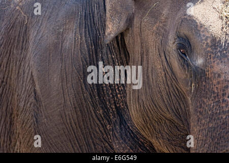 L'éléphant d'Asie en captivité Elephas maximus Banque D'Images