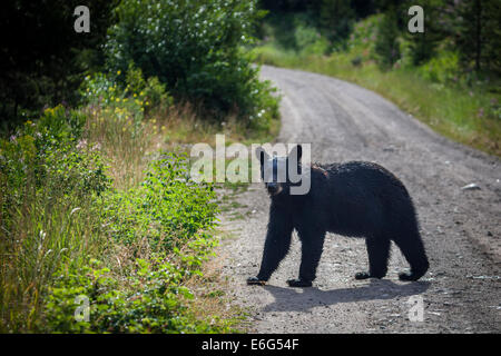 L'ours noir, sur le plateau de Blacktail Drive dans le Parc National de Yellowstone, Wyoming, USA. Banque D'Images