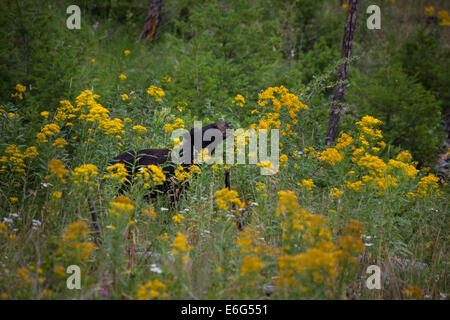 L'ours noir, se nourrissant de fruits rouges et de feuillage près de Tower Falls dans le Parc National de Yellowstone, Wyoming, USA. Banque D'Images