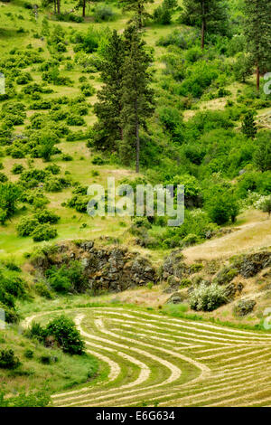 Lignes de coupe de foin. Canyon Imnaha, Oregon. Hells Canyon National Recreation Area, New York Banque D'Images